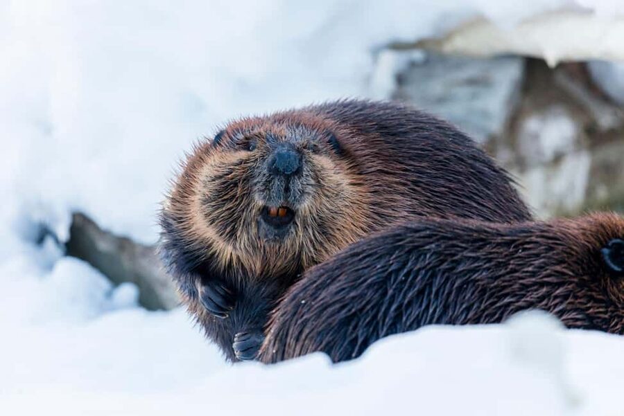 From Rovaniemi: Family Friendly Visit to Ranua Wildlife Park - Over 50 Arctic Species, from Arctic Foxes to Otters