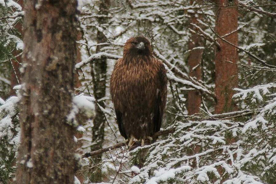 From Rovaniemi: Family Friendly Visit to Ranua Wildlife Park - Photo Chances, Hot Drinks, and Using the Short Day Well
