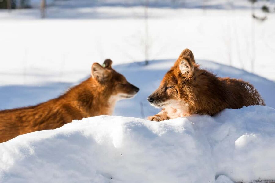 From Rovaniemi: Family Friendly Visit to Ranua Wildlife Park - What to Wear When Winter Gear Is Not Included