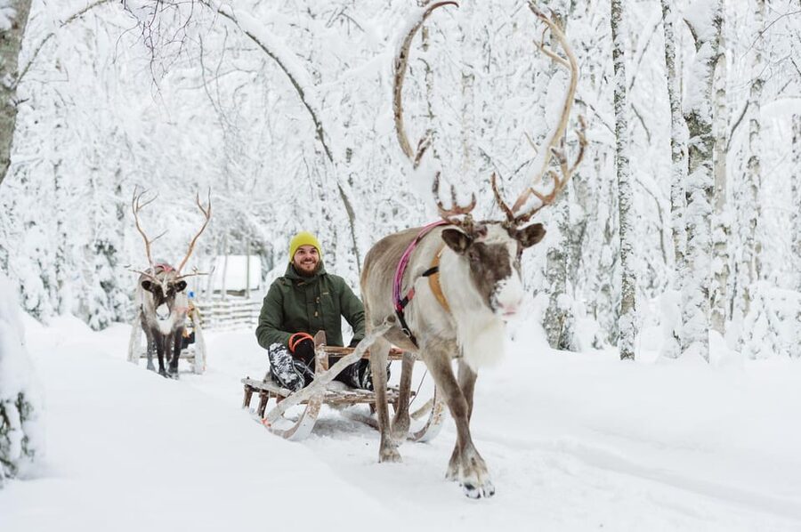 From Rovaniemi: Husky and Reindeer farm with sled ride - Husky and reindeer in Rovaniemi, in 3.5 hours