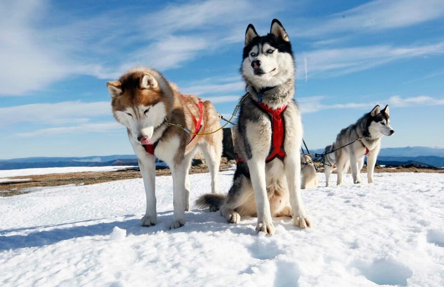 From Rovaniemi: Husky and Reindeer farm with sled ride - The reindeer farm: feeding the herd and getting a “driver” moment