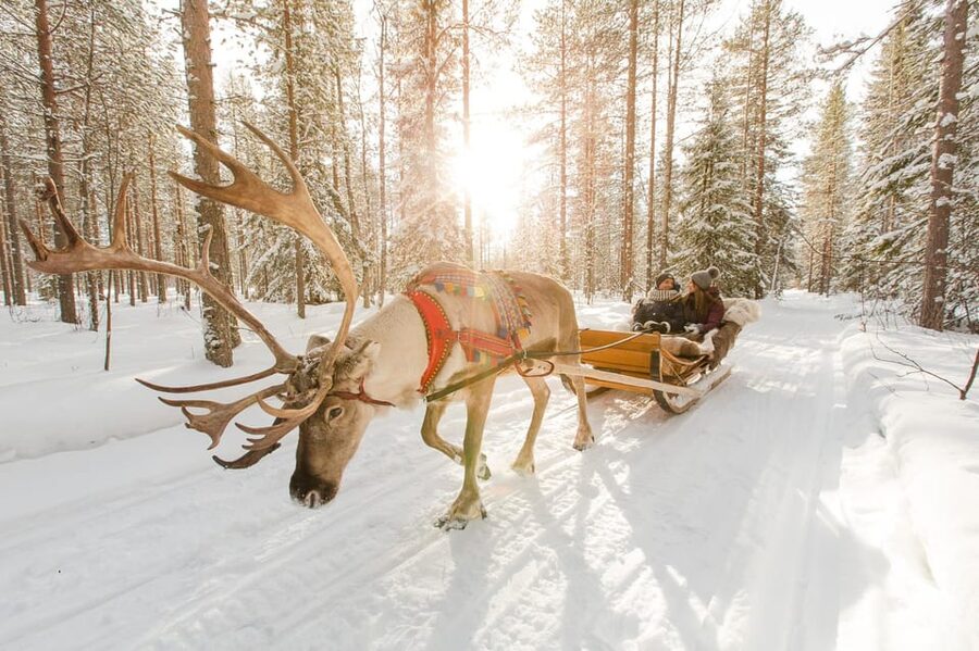 From Rovaniemi: Husky and Reindeer farm with sled ride - Hot drinks, snacks, and Sámi storytelling in a warm hut