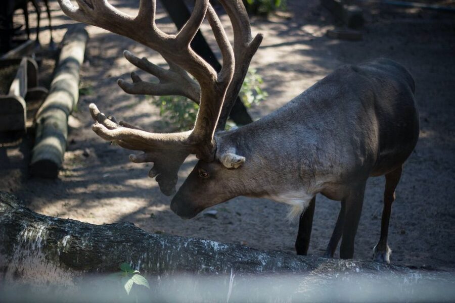 From Rovaniemi: Ranua Arctic Zoo with Entry Ticket - Key highlights at a glance