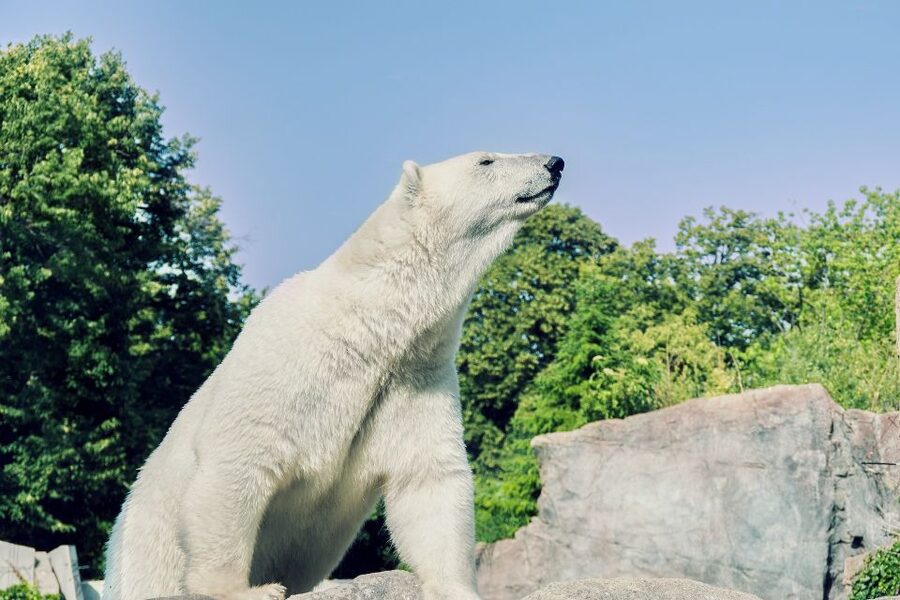 From Rovaniemi: Ranua Arctic Zoo with Entry Ticket - Who should book this Ranua zoo trip from Rovaniemi