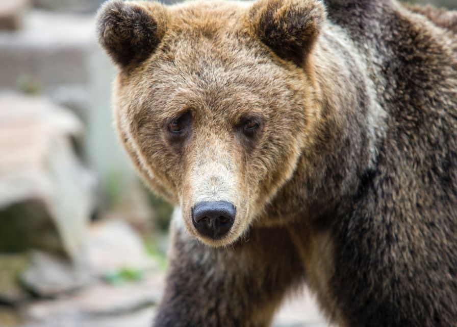 From Rovaniemi: Ranua Arctic Zoo with Entry Ticket - The van ride from Rovaniemi, and why the small group changes everything
