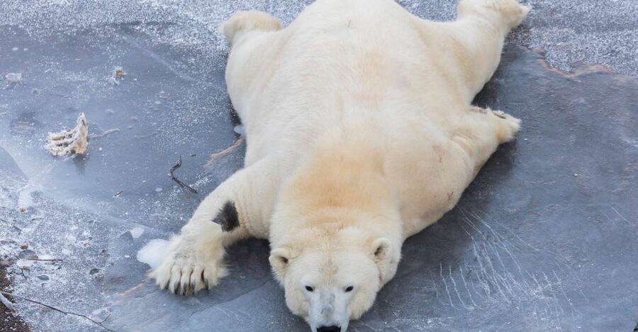 From Rovaniemi: Ranua Wildlife Park Experience - Key things that make this Ranua visit work