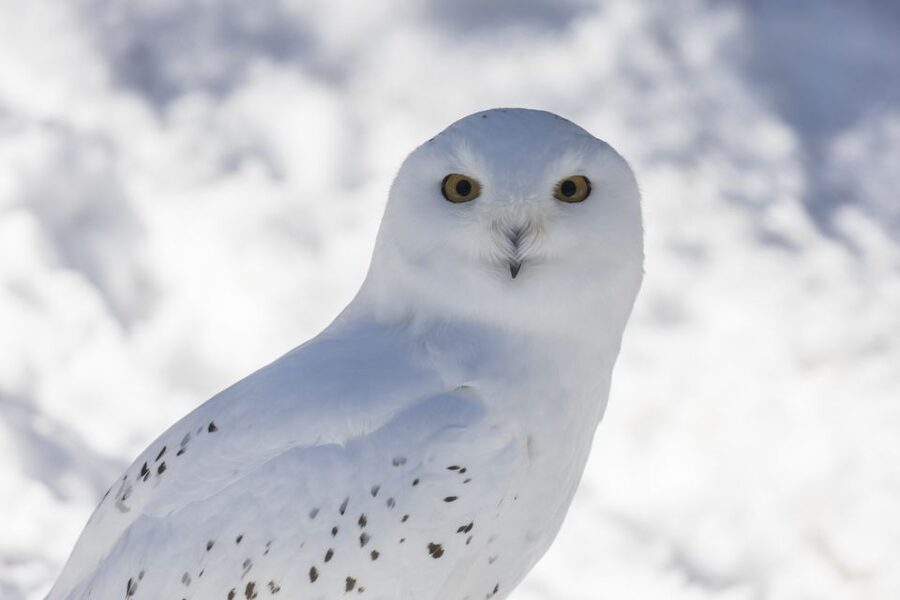 From Rovaniemi: Ranua Wildlife Park Experience - From Rovaniemi to Ranua, the day is paced for winter