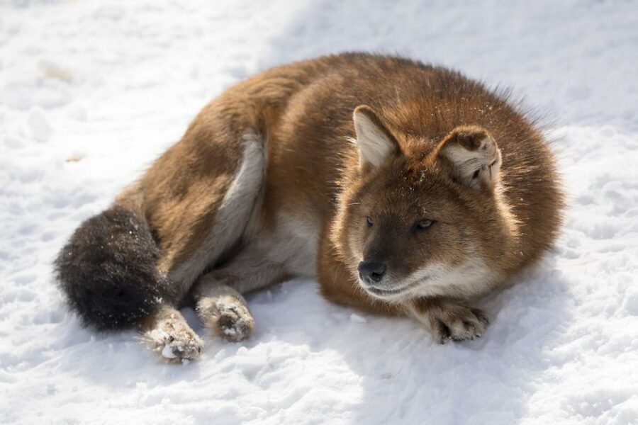 From Rovaniemi: Ranua Wildlife Park Experience - Arctic animals you’re likely to meet, plus the extra species moments