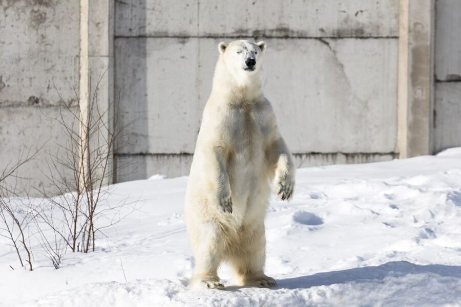 From Rovaniemi: Ranua Wildlife Park Experience - After lunch: Fazer sweets, wine browsing, and quick souvenir time