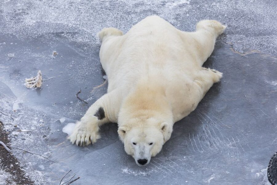 From Rovaniemi: Ranua Wildlife Park Experience - Price and value: is $247 for this 5-hour tour worth it?