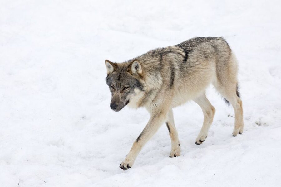 From Rovaniemi: Ranua Wildlife Park Experience - Entering the park: what the outdoor setting changes
