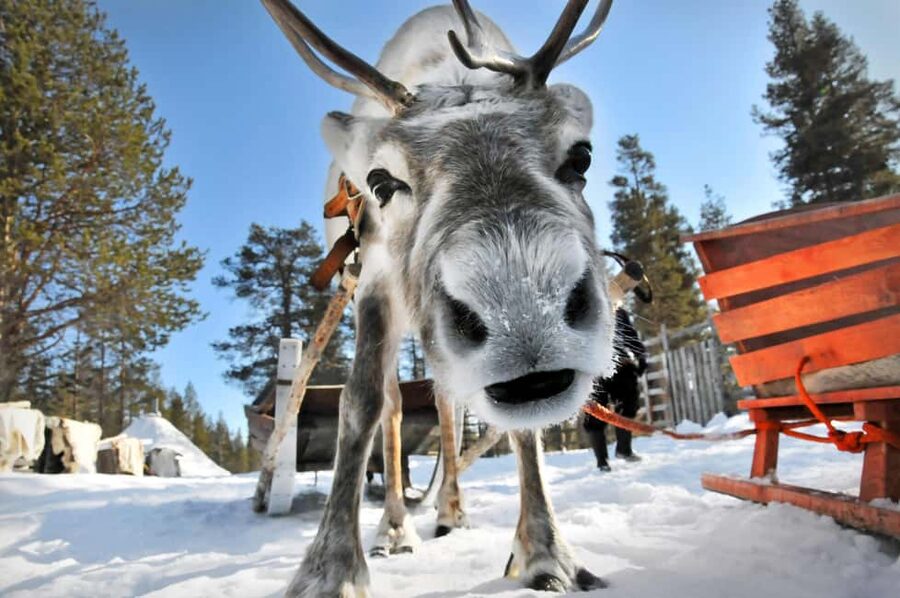 From Rovaniemi: Reindeer Farm Visit with Sleigh Ride - Hotel Pickup, Timing, and What to Expect on the Way Out