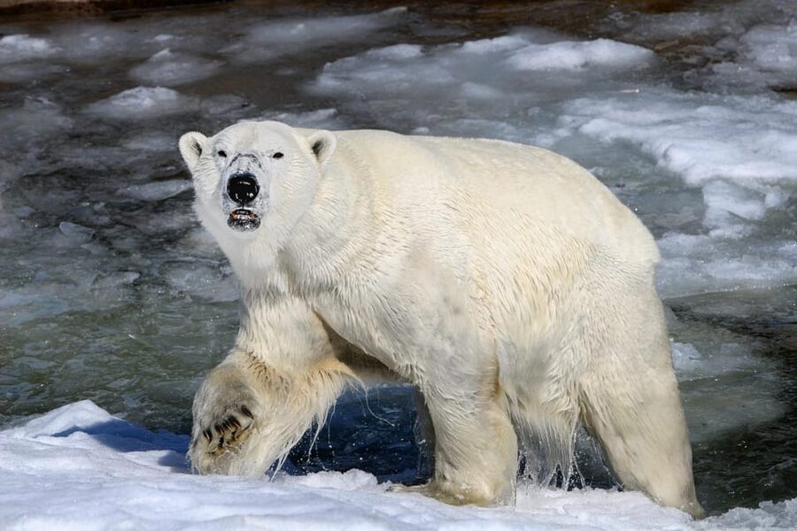 From Rovaniemi: Tour to Ranua Wildlife Park - Key Highlights Worth Your Time