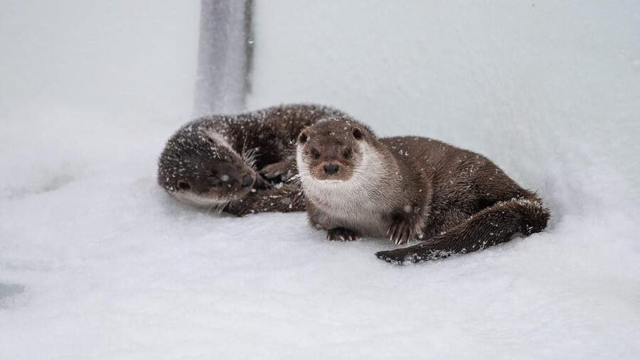 From Rovaniemi: Tour to Ranua Wildlife Park - Getting There Fast, Comfortably, and Without Ticket Hassles