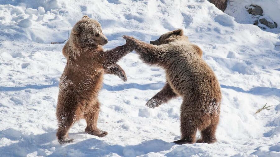 From Rovaniemi: Visit Wildlife Park in Ranua - Inside the park: polar bears and Arctic animals in one focused visit