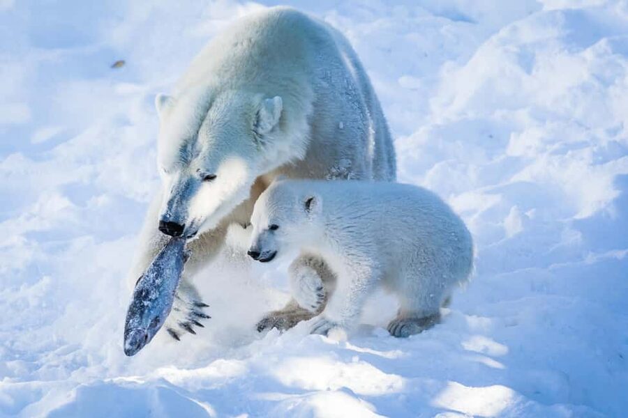 From Rovaniemi: Visit Wildlife Park in Ranua - The snowy forest walk: more than scenery, it’s part of the animal story