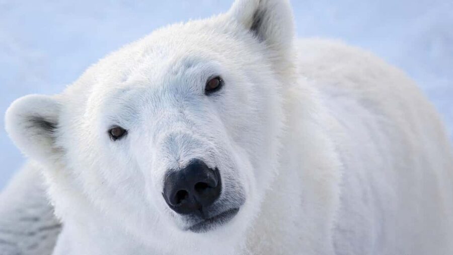From Rovaniemi: Visit Wildlife Park in Ranua - How the 5 hours are likely to feel: a well-paced half day