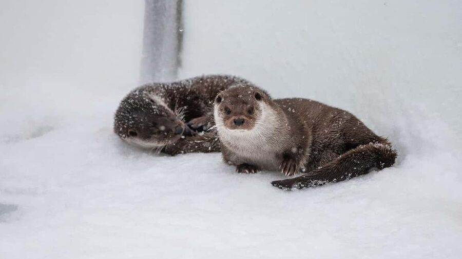 From Rovaniemi: Visit Wildlife Park in Ranua - What to do with your time in Rovaniemi afterward