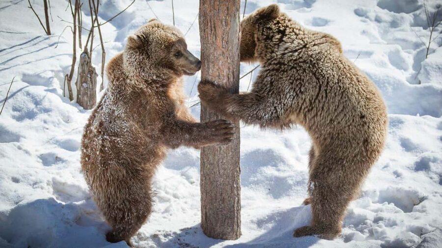 From Rovaniemi: Visit Wildlife Park in Ranua - Should you book Ranua Wildlife Park from Rovaniemi?