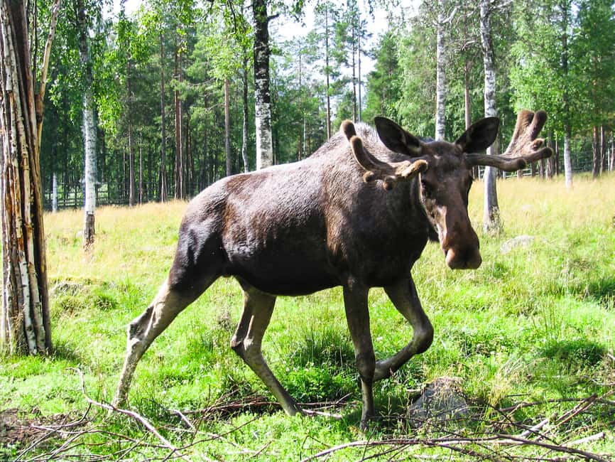 From Rovaniemi: Visit Wildlife Park in Ranua - The guide experience: why Reut-style attention makes the day better
