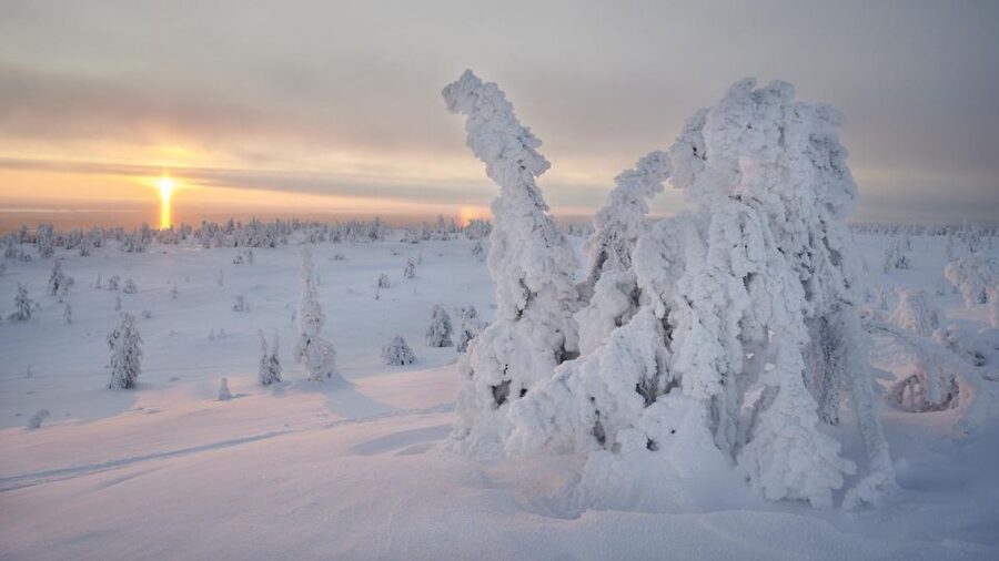 From Rovaniemi: Winter Wonderland Hike with a Hot Drink - Views and photos: when the scenery becomes the main event