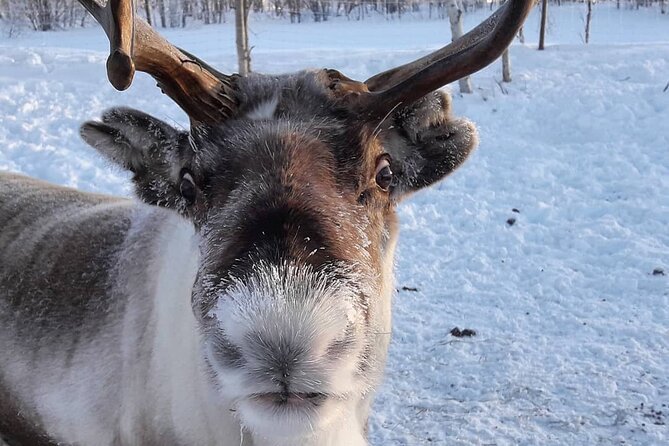 From Saariselkä: Ice Fishing Tour to Lake Inari, reindeers &lunch - Campfire Lunch, Hot Drinks, and Feeding Reindeer