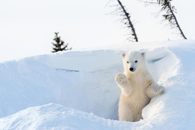 Full Day Lapland Tour, including Lunch and Dinner - Key Highlights You’ll Care About