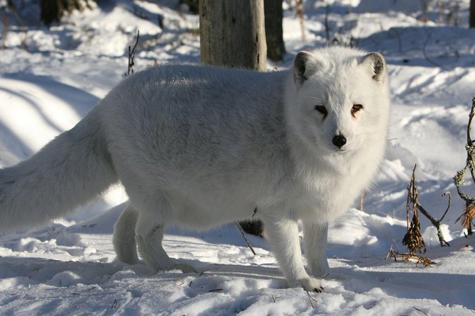 Full Day Lapland Tour, including Lunch and Dinner - Price and Value: Is $696.14 a Good Deal for This Much Included?