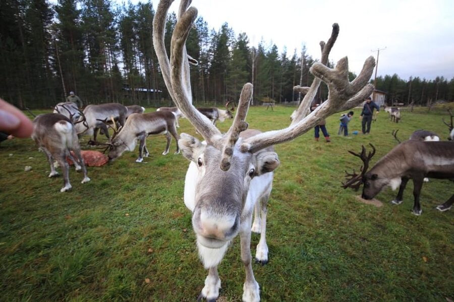 Full day: Reindeer Farm, Santa Claus Village & Husky Park - The Oldest Reindeer Farm: Feeding, Training, and the Real Ride Expectation