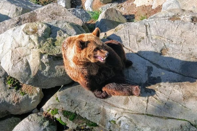 Guided Ranua Wildlife Park tour with Lunch, Small group adventure - Ranua Wildlife Park, Lapland animals in an Arctic forest setting