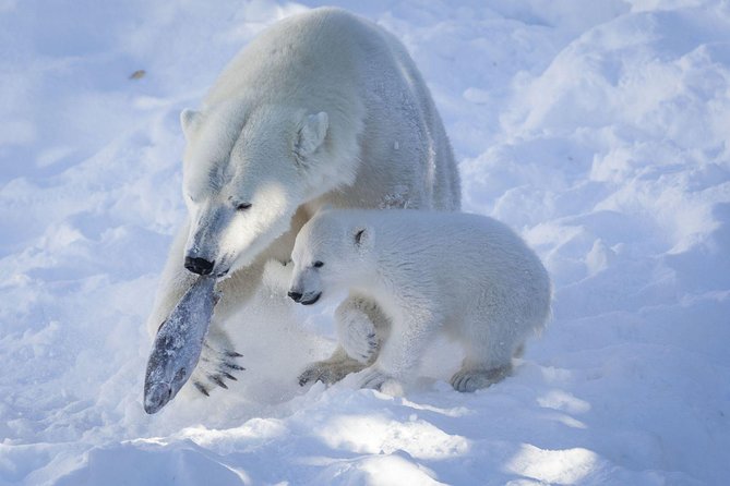 Guided Ranua Wildlife Park tour with Lunch, Small group adventure - Polar bears, wolves, and the reality of animal schedules