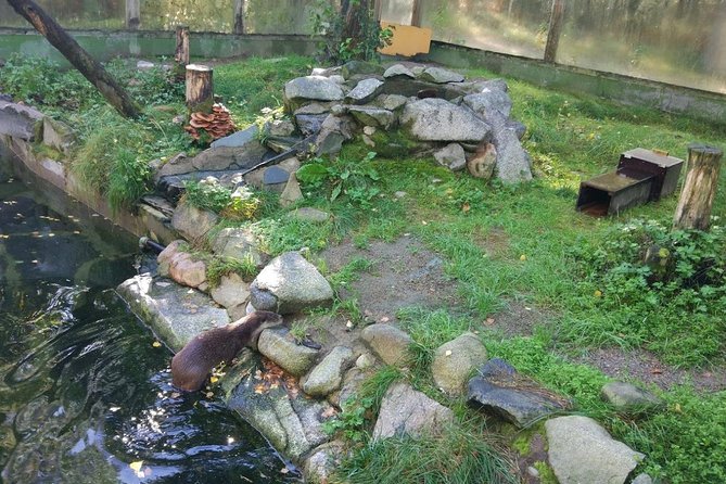 Guided Ranua Wildlife Park tour with Lunch, Small group adventure - Lunch at the right time: buffet comfort after your animal walk