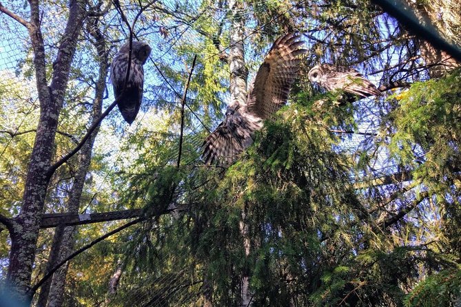 Guided Ranua Wildlife Park tour with Lunch, Small group adventure - Price and value: what $174.21 buys you in Finland