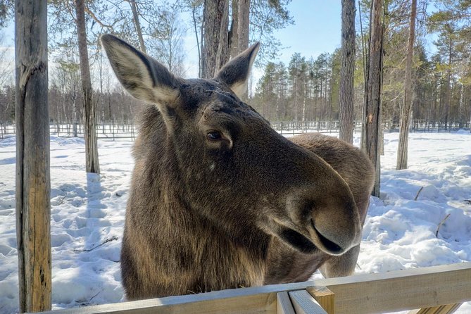 Guided Ranua Wildlife Park tour with Lunch, Small group adventure - Who should book this Ranua Wildlife Park tour, and who should skip it