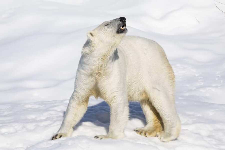 Guided Ranua Wildlife Zoo Tour with Lunch Buffet - Ranua Wildlife Zoo, the kind of Arctic day that actually works