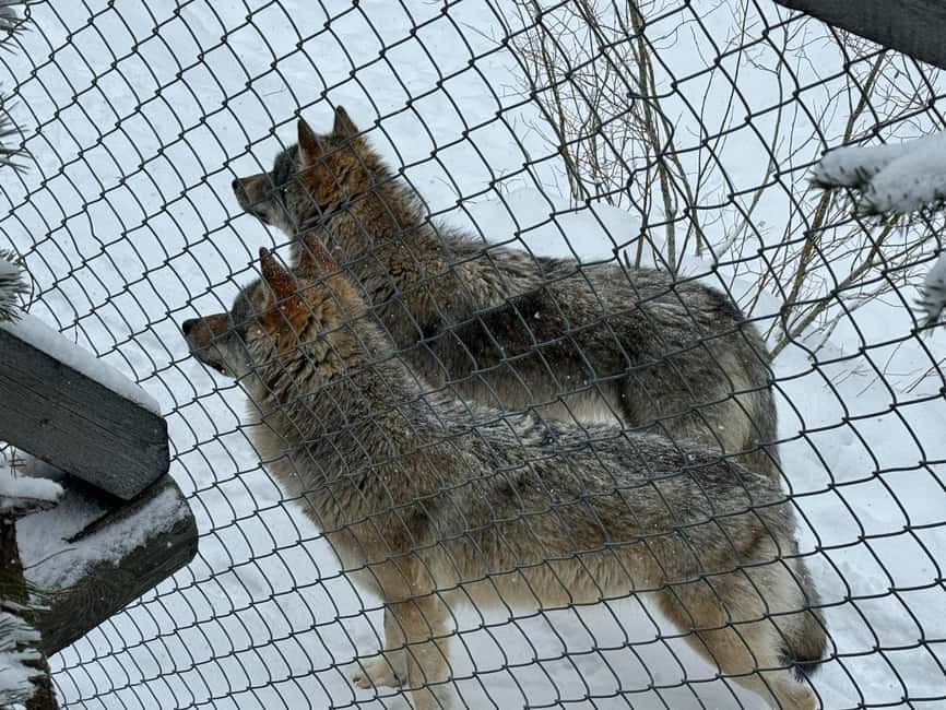 Guided Ranua Wildlife Zoo Tour with Lunch Buffet - Northern Lights photo stop, what you can realistically expect
