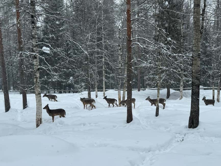 Guided Ranua Wildlife Zoo Tour with Lunch Buffet - What to wear, and what to watch out for