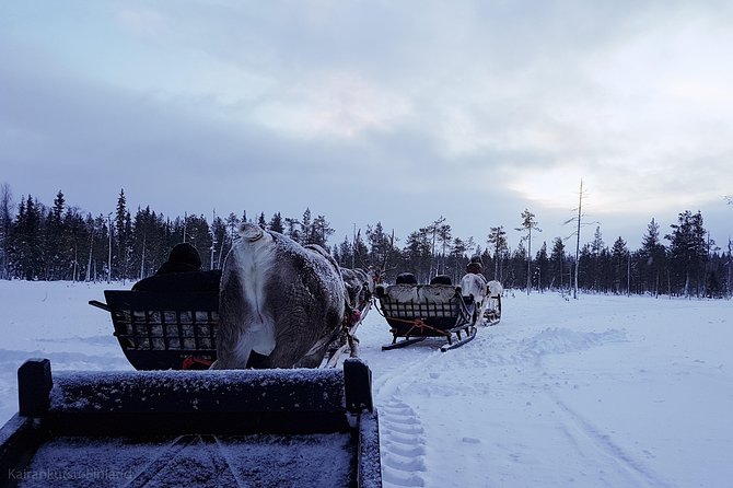 Guided reindeer farm visit and one hour sledge safari - Where you meet in Pyhätunturi, Kopara Reindeer Park