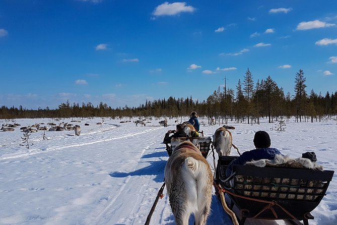 Guided reindeer farm visit and one hour sledge safari - Small group size, hearing the guide, and the 1:30 pm timing