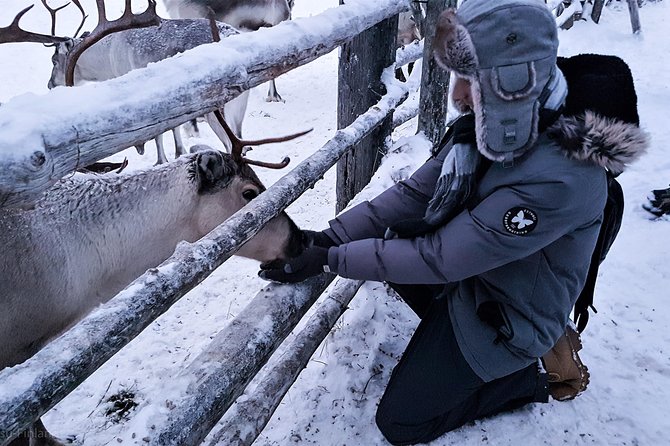 Guided reindeer farm visit and one hour sledge safari - Should you book this reindeer farm sledge safari?