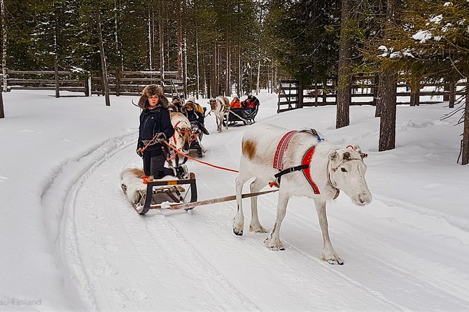 Guided reindeer farm visit and one hour sledge safari - The 1-hour sledge safari into Pyha-Luosto National Park area