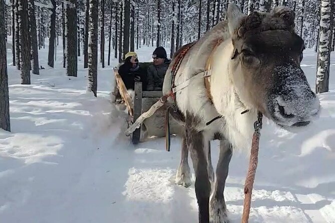 guiding services with local guides - Stop 1: Rovaniemi time with a guide who can shape the whole day