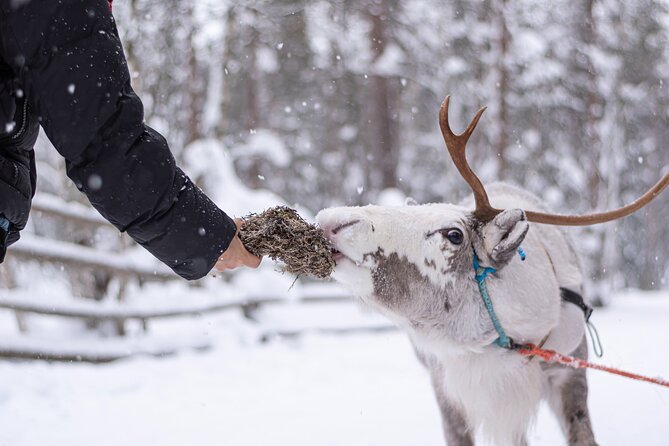 Half-Day Experience in Local reindeer farm in Lapland - Key things that make this reindeer farm visit special
