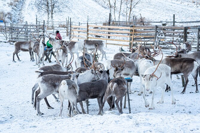 Half-Day Experience in Local reindeer farm in Lapland - After the ride: feeding and meeting the reindeer up close