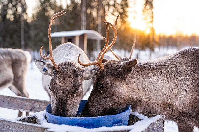 Half-Day Experience in Local reindeer farm in Lapland - Photo promise: edited images you can actually keep