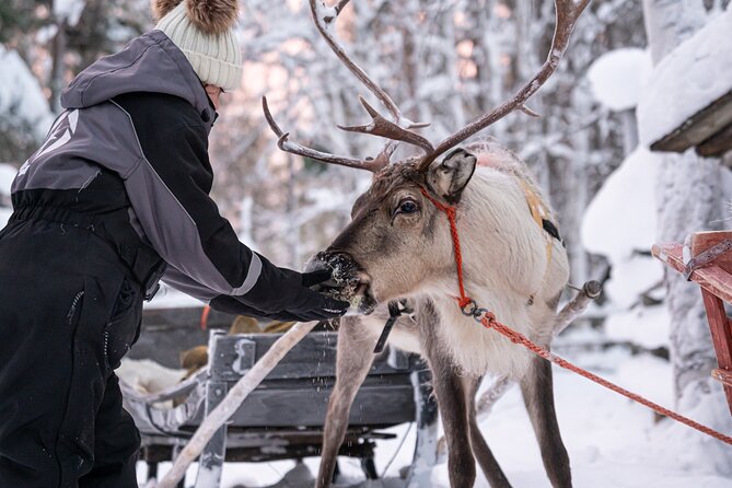 Half-Day Experience in Local reindeer farm in Lapland - Guides and the small-group feel: why people name them