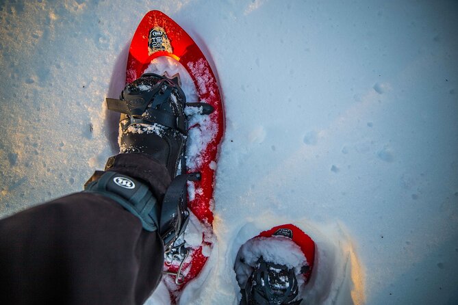 Half Day Snowshoe Hiking Adventure in Levi Lapland - The Arctic Forest Hike: A Slow Walk With Real Winter Rewards