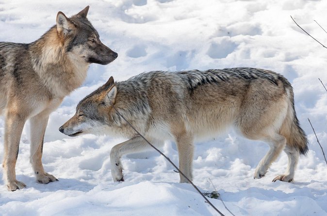 Half-Day Trip to Ranua Wildlife Park from Rovaniemi - Animals to watch for: the Arctic highlights that fit the time window