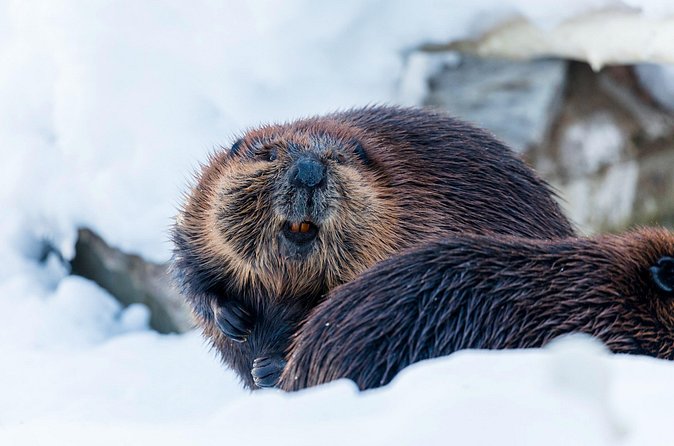 Half-Day Trip to Ranua Wildlife Park from Rovaniemi - Who this tour suits best, and who might prefer something else