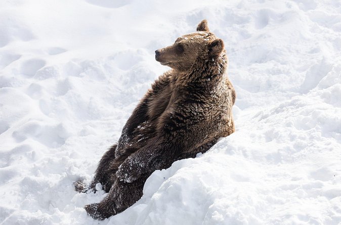 Half-Day Trip to Ranua Wildlife Park from Rovaniemi - What to do before you go: small prep that pays off